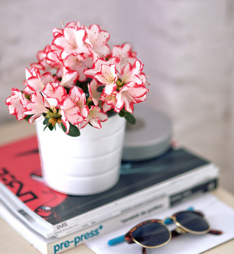 azalea-791914_960_720.jpg