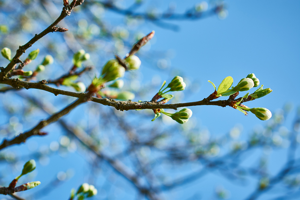 shallow-focus-photography-of-green-tree-1020808.jpg