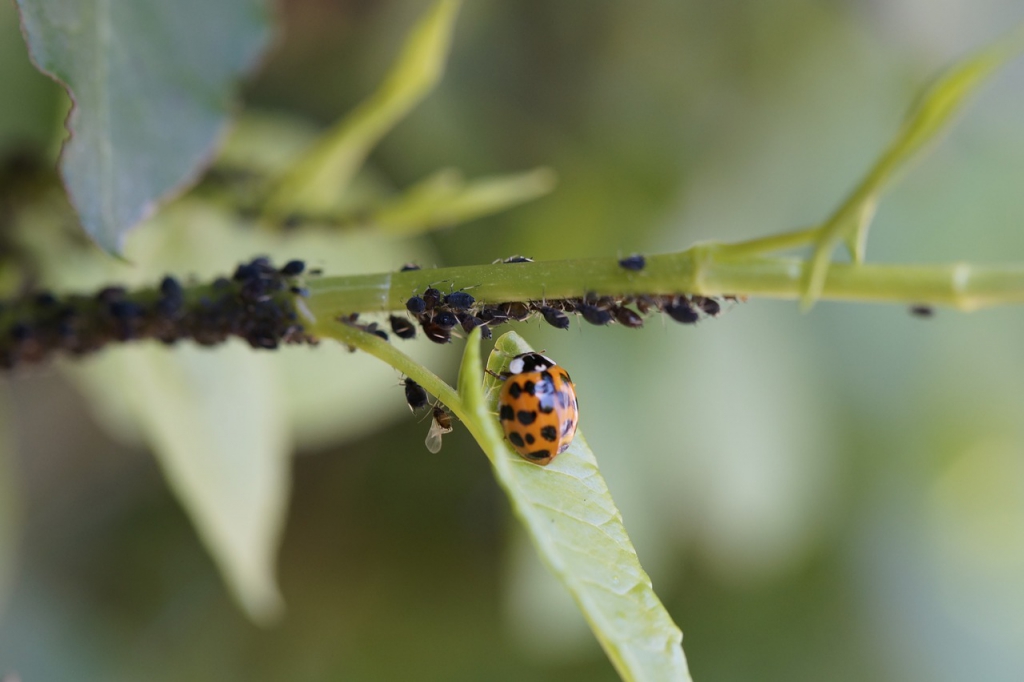 ladybug-3508203_1280.jpg