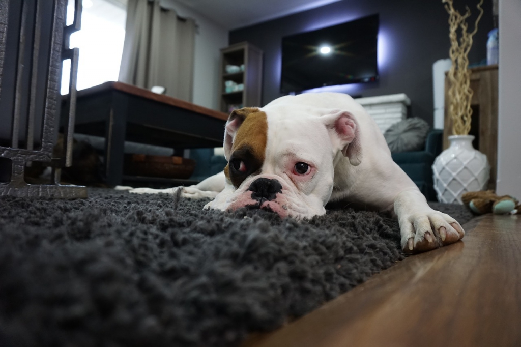 boxer-1562522_1280.jpg