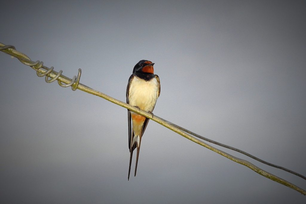swallow-3485483_1920.jpg
