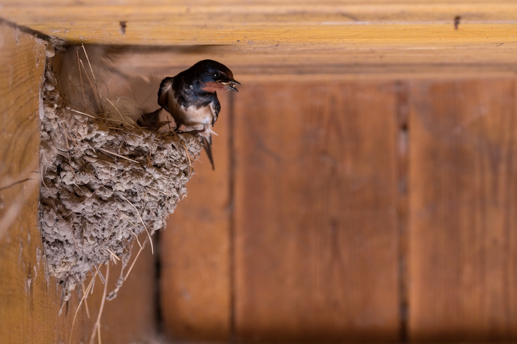 barn-swallow-4210842_1920.jpg