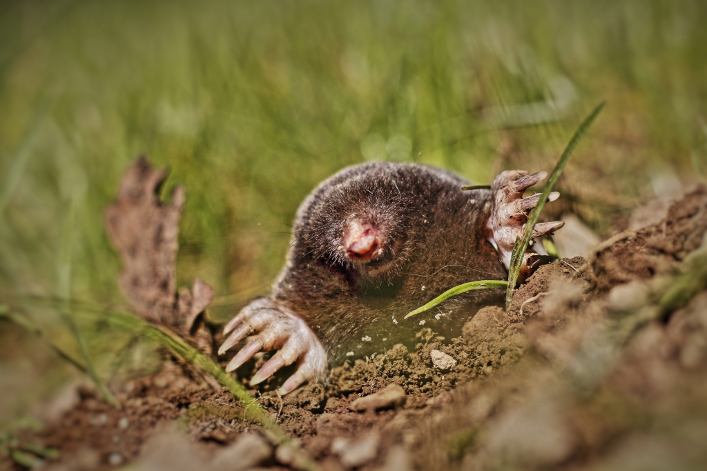 animal-1347755_1920.jpg