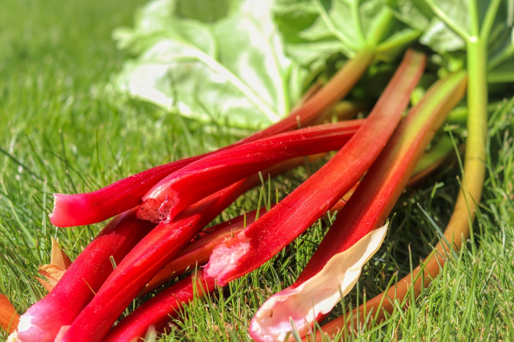 rhubarb-5155214_1920.jpg