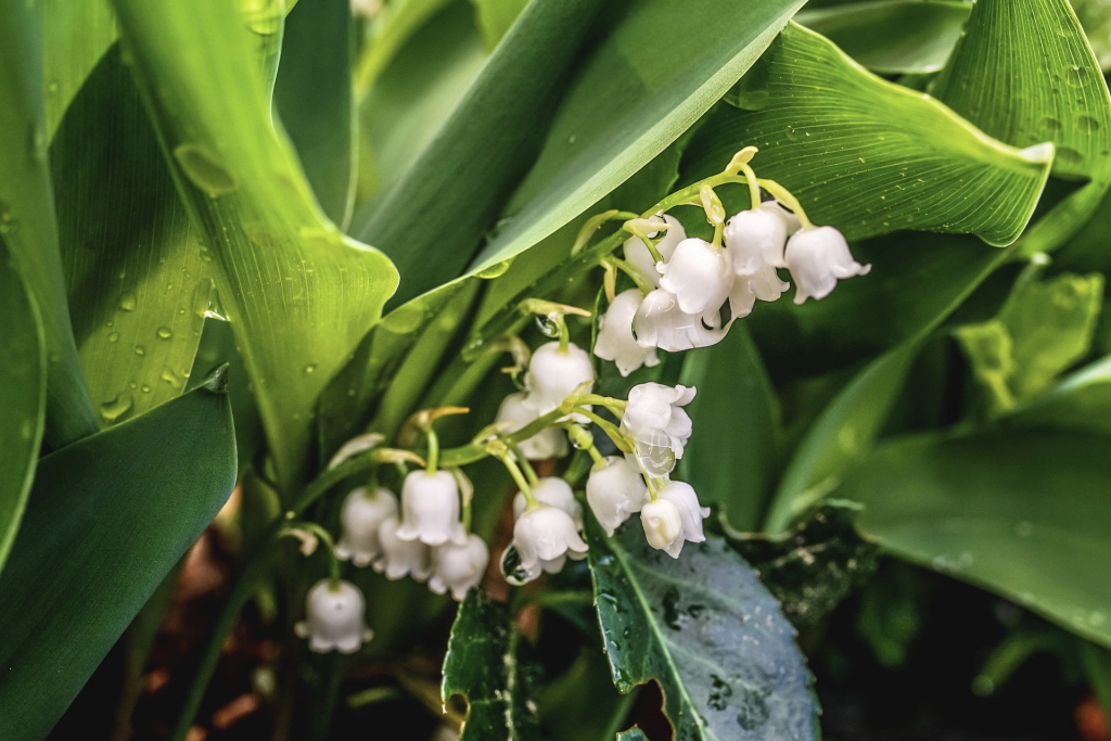 lily-of-the-valley-5109876_1920.jpg