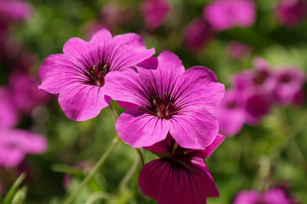 cranesbill-141577_1920.jpg