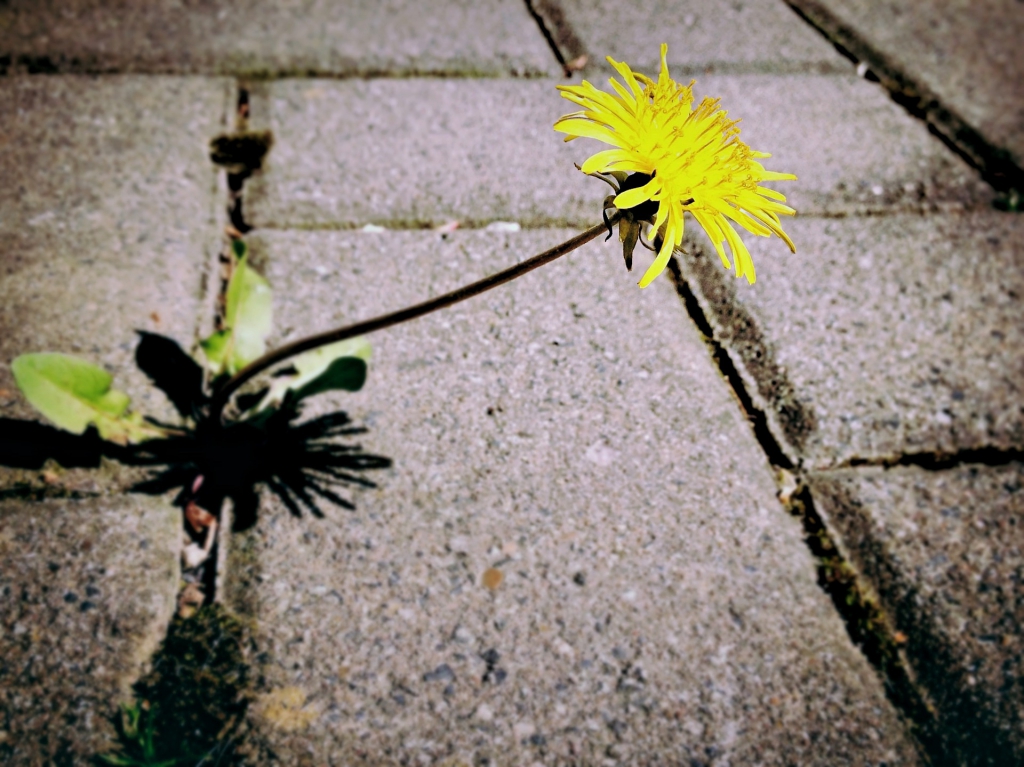 dandelion-729693_1920.jpg