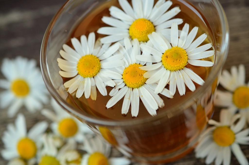 chamomile-829220_1920.jpg