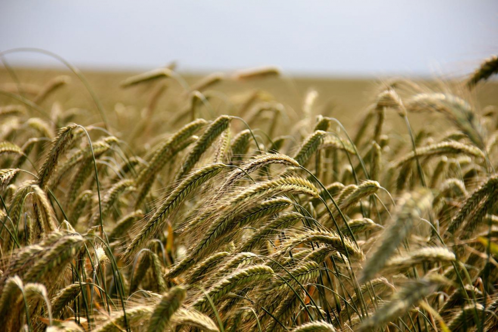 wheat-gff710c147_1280.jpg