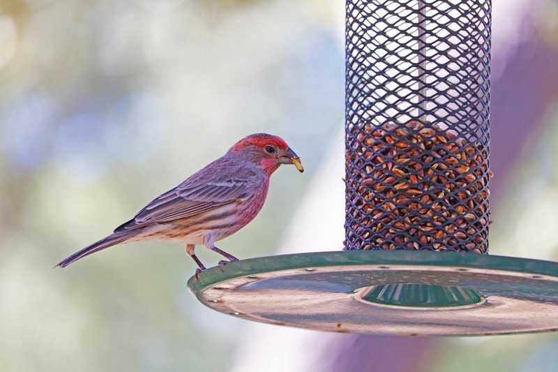 8_pixabay_american-rosefinch-5780567.jpg