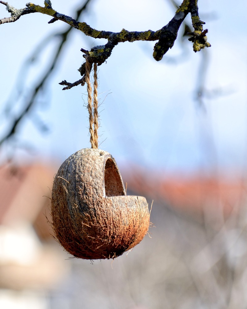16_pixabay_bird-food-1201502.jpg