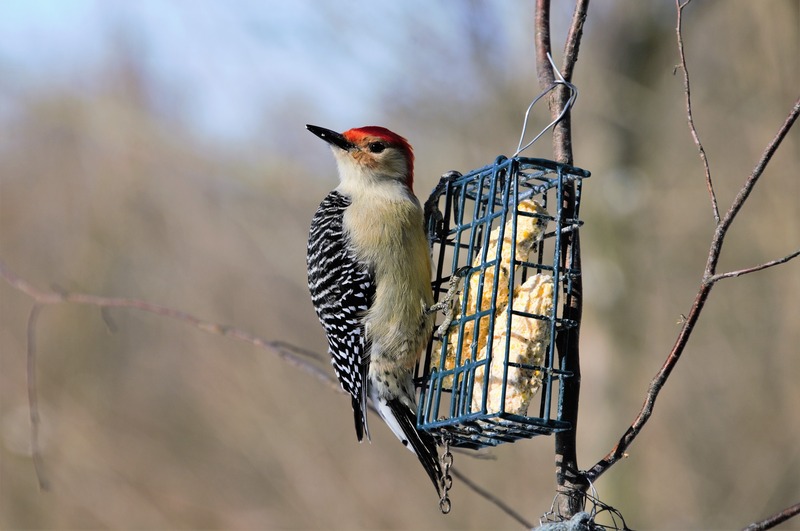 15_pixabay_red-bellied-woodpecker-6009164.jpg