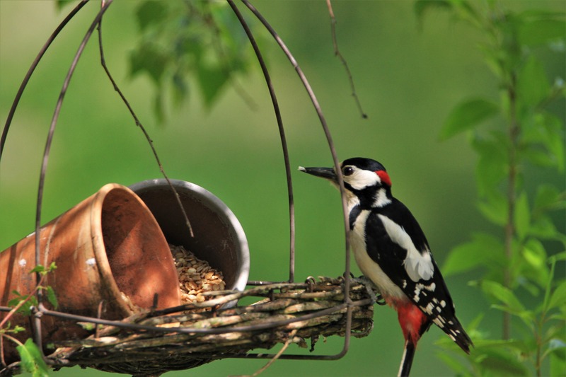 11_pixabay_great-spotted-woodpecker-5258583.jpg