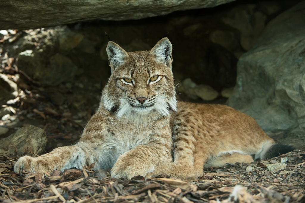 Luchs_24_WPA_Zupanc.jpg