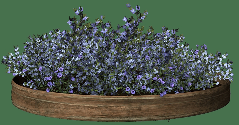 6_pixabay_flower-4638956.png