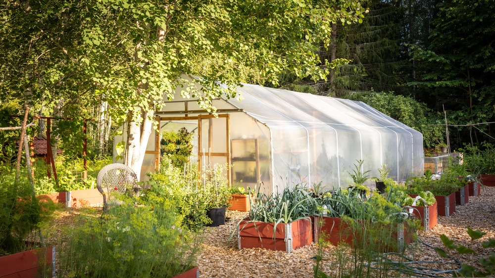 12_pixabay_tunnel-greenhouse-5981612.jpg