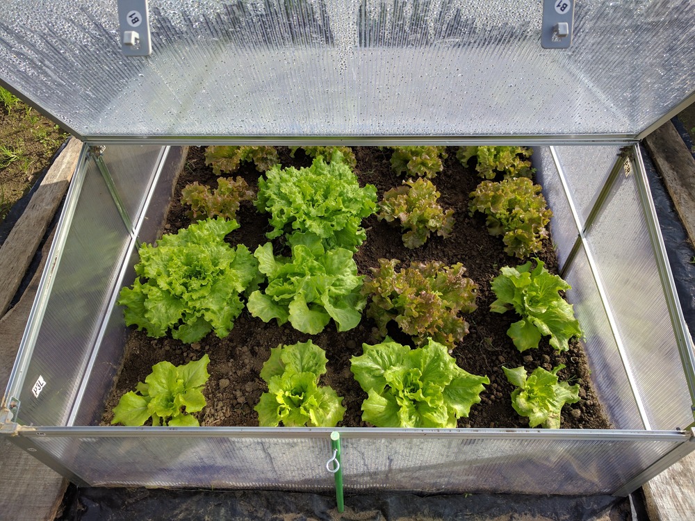 3_pixabay_mini-greenhouse-1890254.jpg