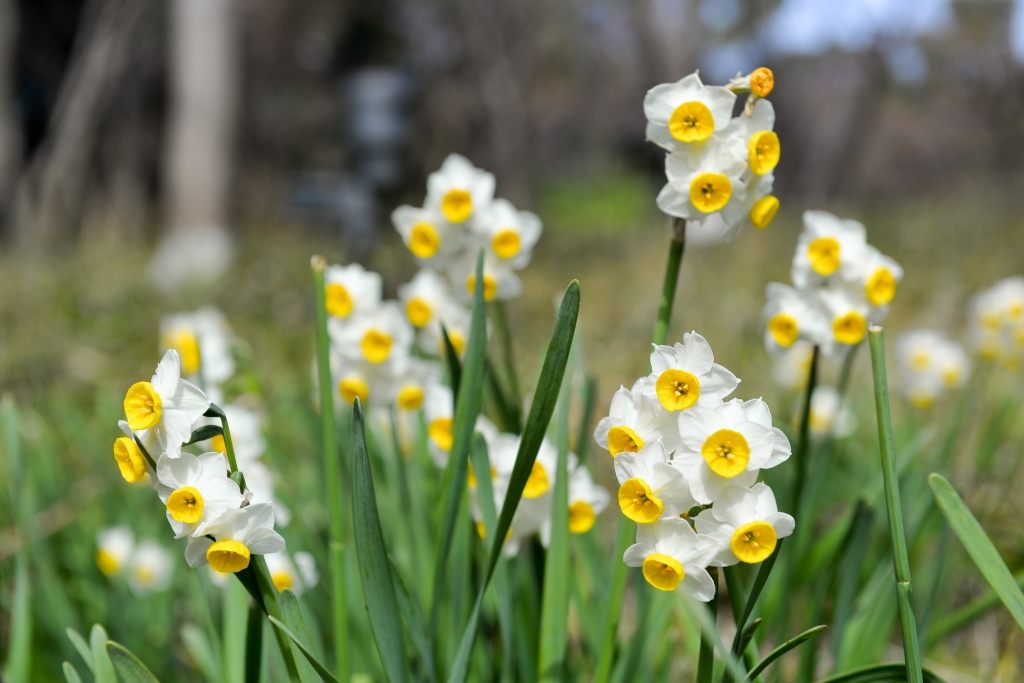 close-up-blooming-daffodils.jpg