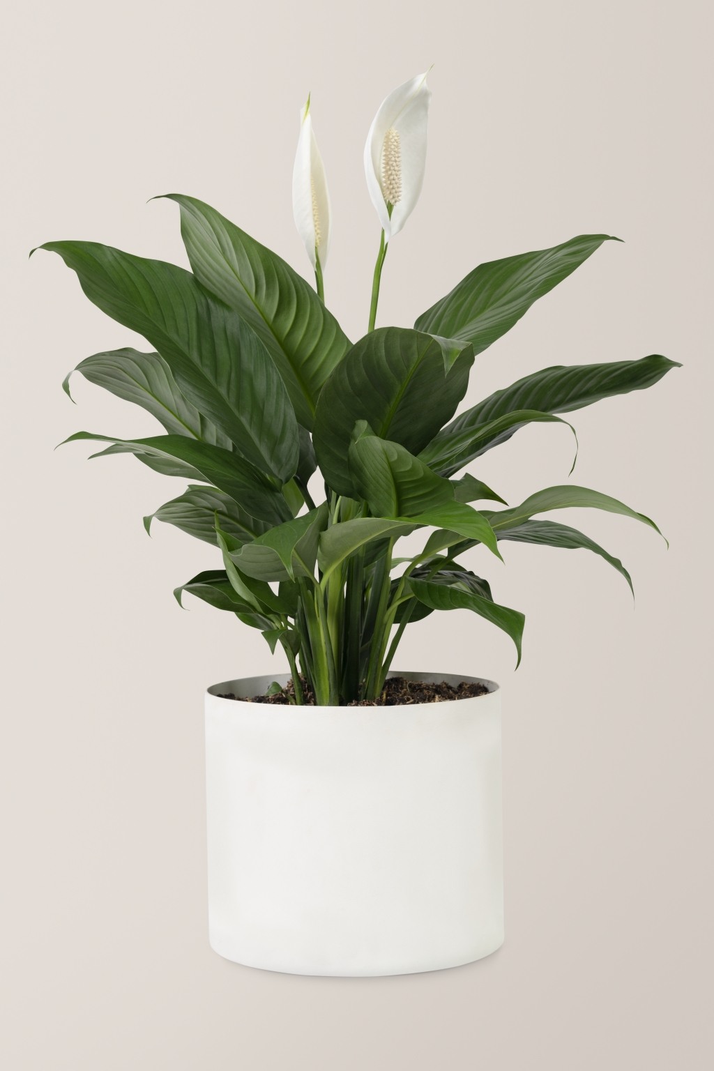 peace-lily-plant-white-pot.jpg