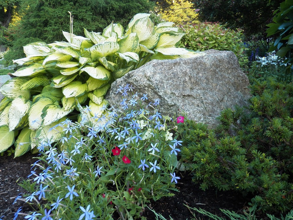 7_pxhere_nature-blossom-plant-lawn-flower-bloom-1253601-pxhere.com.jpg