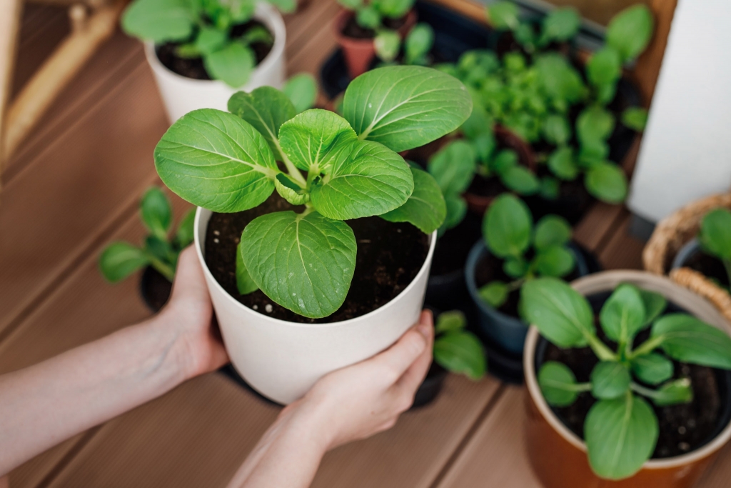 Hobbikerti vetőmag szezon (2).jpg