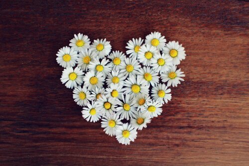 8_pixabay_tantetati-daisies-1403041.jpg