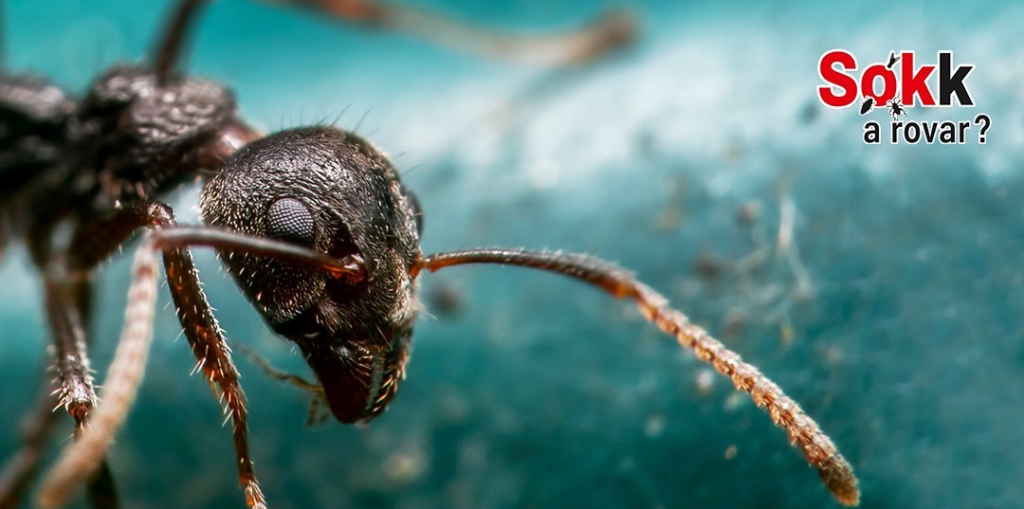 Ellenszerek a hangyainvázióra