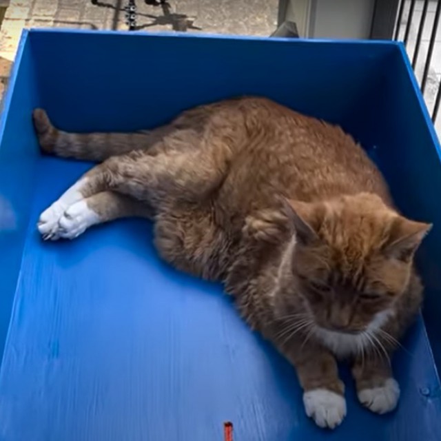 Liftet épített idős macskájának