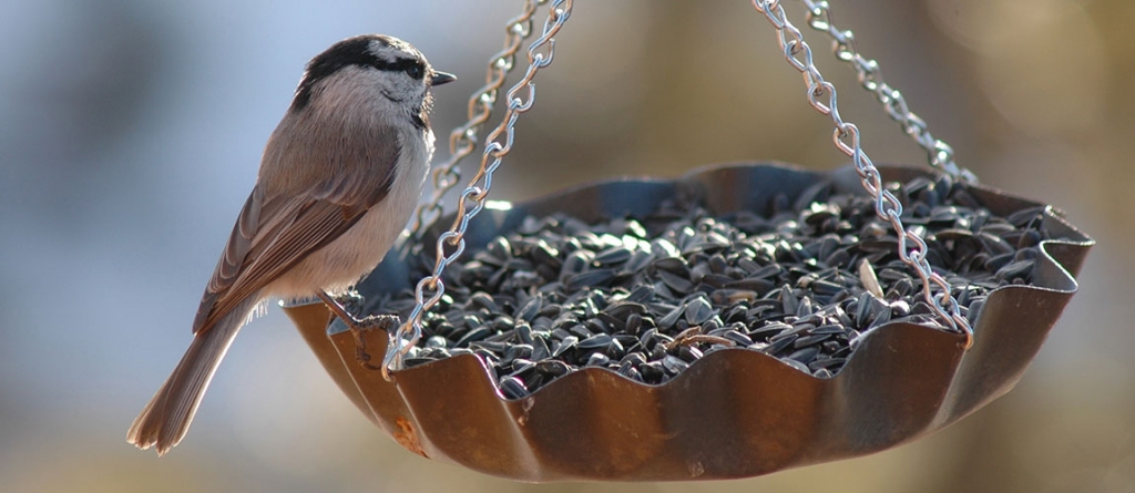 16 izgalmas ötlet madáretető készítéséhez: igazi díszei lehetnek a kertednek! 16 izgalmas ötlet madáretető készítéséhez: igazi díszei lehetnek a kertednek!