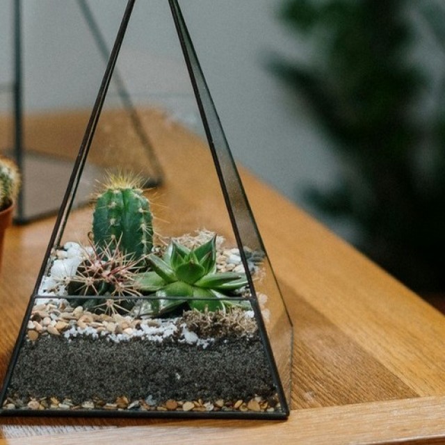 Ültess pozsgást üvegpiramisba: készíts különleges floráriumot útmutatónkkal!