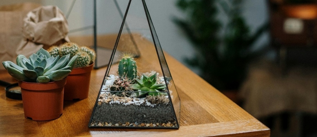 Ültess pozsgást üvegpiramisba: készíts különleges floráriumot útmutatónkkal!