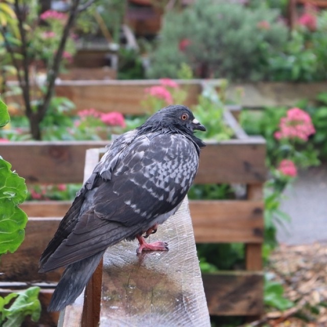Galambok lepték el a kertet? 3 állatbarát és hatékony módszer, amit bevethetsz ellenük!