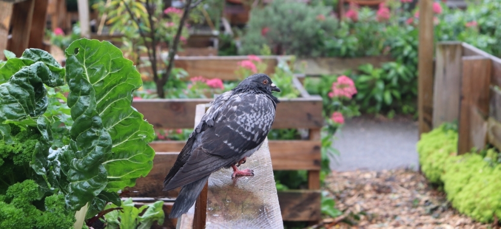 Galambok lepték el a kertet? 3 állatbarát és hatékony módszer, amit bevethetsz ellenük!