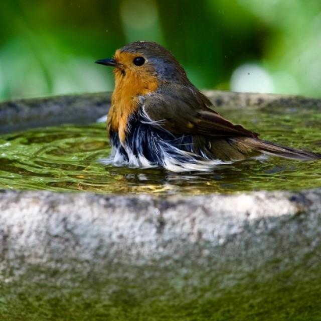 5 szépséges virág, amit érdemes a kerti madáritató mellé ültetni: vonzani fogják a madárkákat!