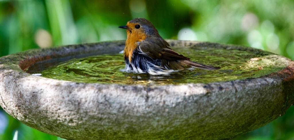 5 szépséges virág, amit érdemes a kerti madáritató mellé ültetni: vonzani fogják a madárkákat!