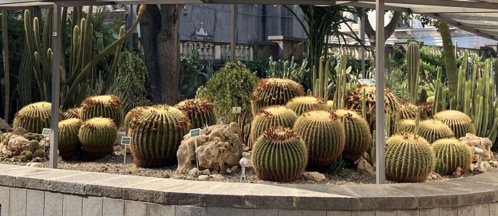 Őszi Országos Kaktuszkiállítás és Vásár a Füvészkertben: különleges, évtizedes példányokat láthatsz!