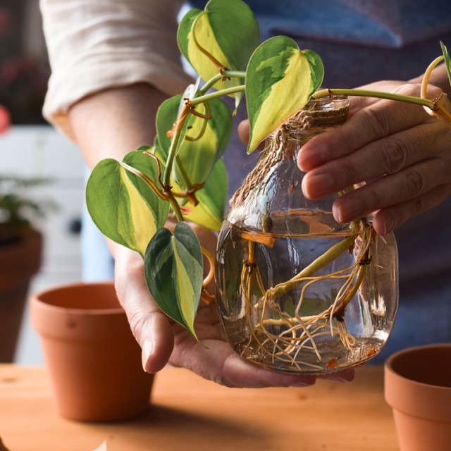 3 egyszerű és hatékony módszer a növények gyökereztetéséhez: ezek tényleg működnek!