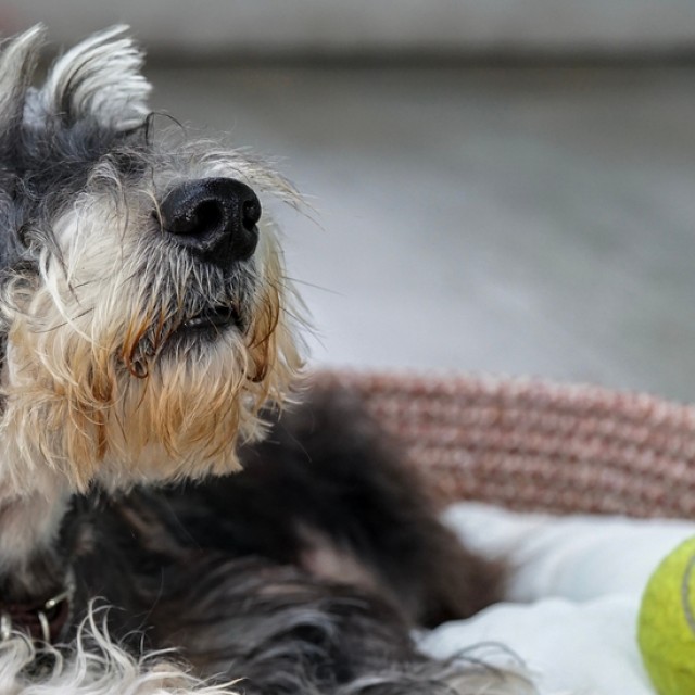 3 ötlet kutyaágy készítésére: egyre hűvösebb az idő, kényeztesd puha fekhellyel kedvenced!