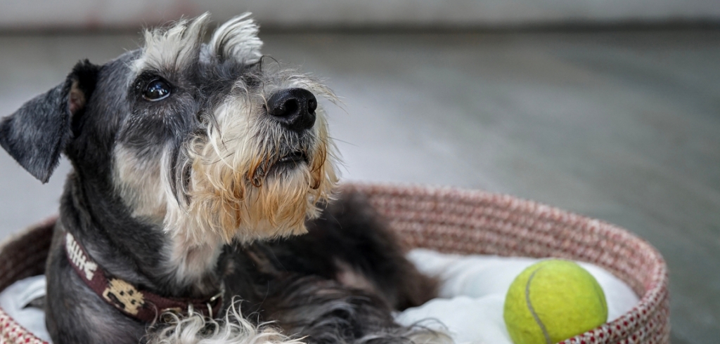 3 ötlet kutyaágy készítésére: egyre hűvösebb az idő, kényeztesd puha fekhellyel kedvenced! 3 ötlet kutyaágy készítésére: egyre hűvösebb az idő, kényeztesd puha fekhellyel kedvenced!