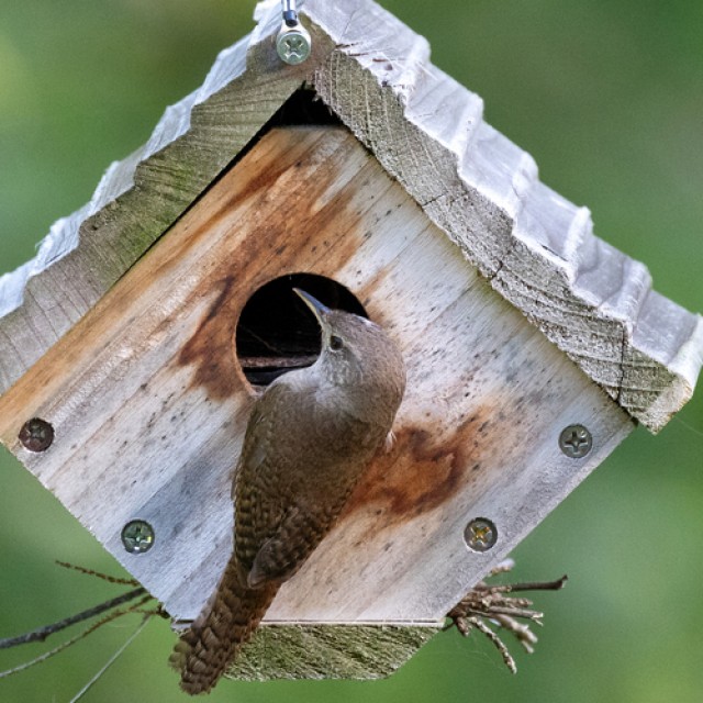 Segítsünk madarainknak! Készítsünk költő- és telelőodút: fotós összeállítás