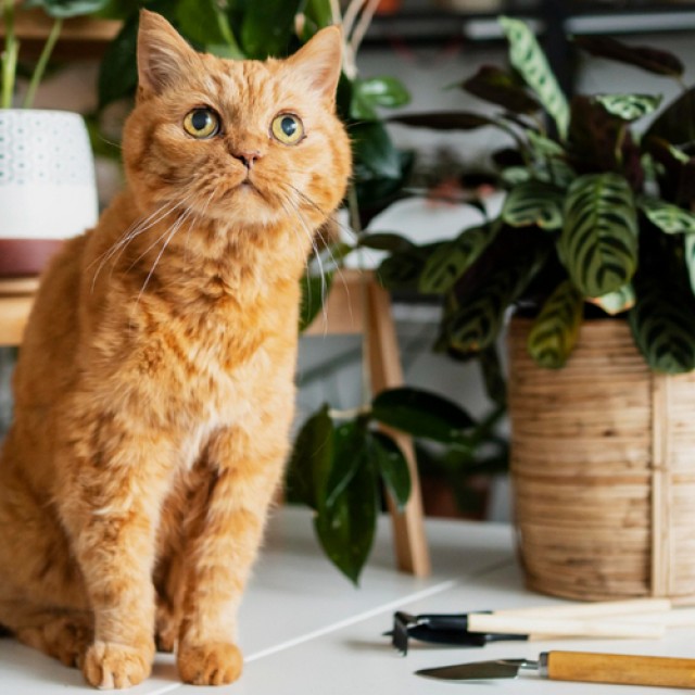 Cicabarátok, figyelem! 6 szobanövény, ami teljesen biztonságos a macskák számára